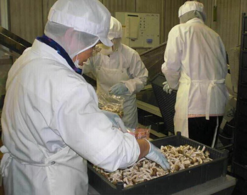 日本 研修生 工作生活照片